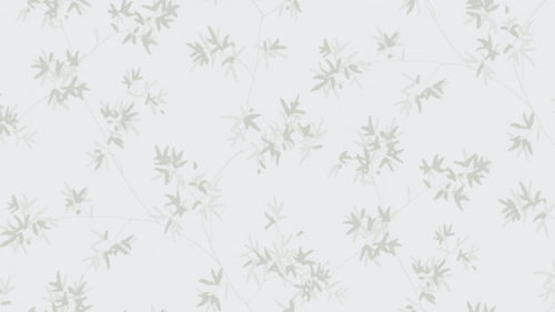 Japanese Maple  5328